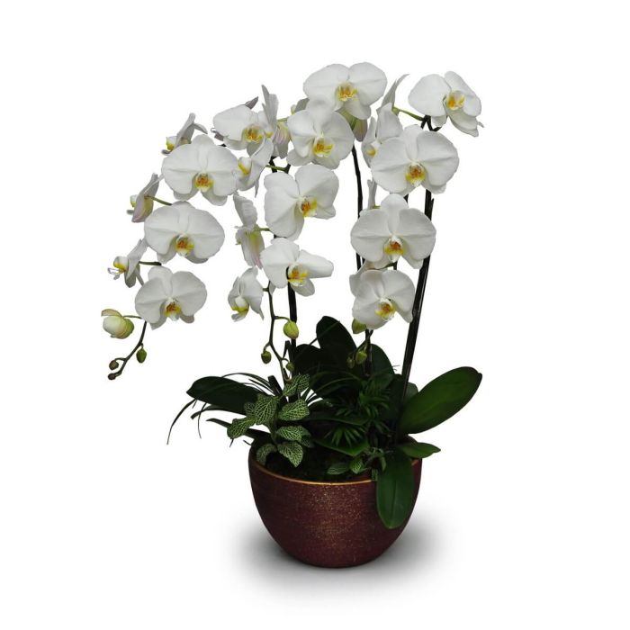 White Phalaenopsis orchid plant